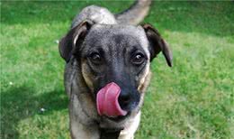 狗狗正在“忍受痛苦”的表现，如果你家有，就要注意了