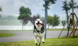 狗狗总是吠叫嘛情况？蠢主人只会打骂，聪明犬主这样做