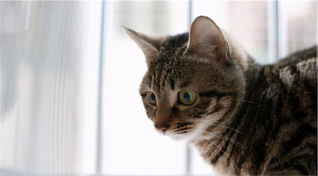 狸花猫有什么优点和缺点？你知道几个呢？