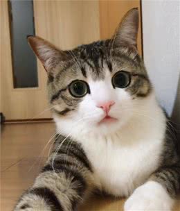狸花猫有什么优点和缺点？你知道几个呢？