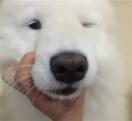 狗狗身上很难闻？让狗狗“变香”的几个小技巧分享？