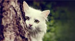 家里猫生跳蚤怎么办？怎么处理猫和狗身上的跳蚤？