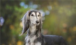 盘点世界最名贵的十大狗犬种排行榜，藏獒只排第三