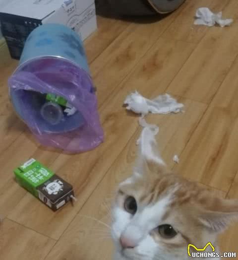 经常这样子做的宠主，猫咪身体很有可能会“坏掉”