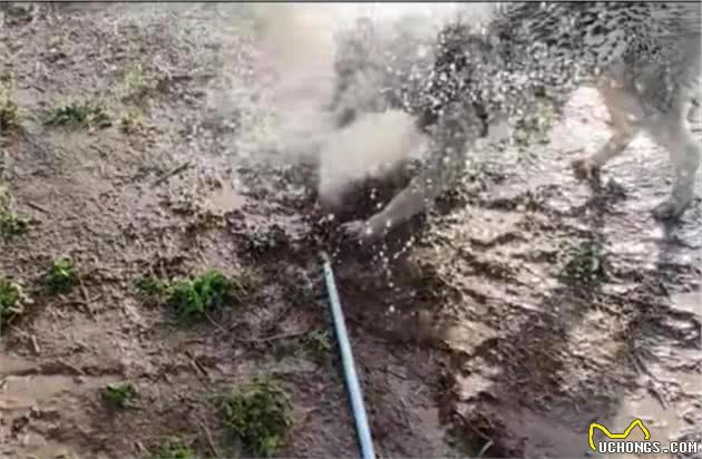 盘点一下最难遛的狗（上）