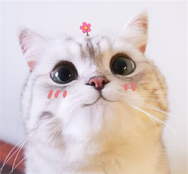 这6种猫可不是“白眼狼”，一旦养了，心里只有你
