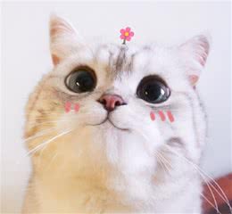 这6种猫可不是“白眼狼”，一旦养了，心里只有你