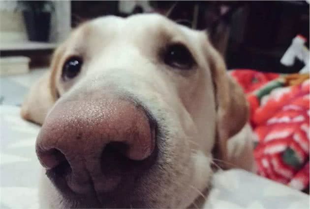 犬鼻端色素减退性疾病病因、防护及保护措施