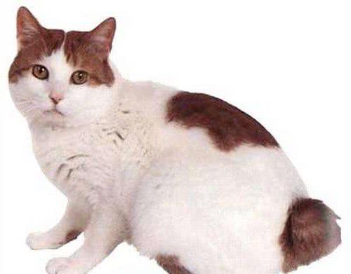 日本短尾猫