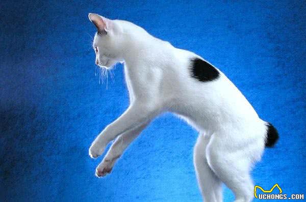 日本短尾猫