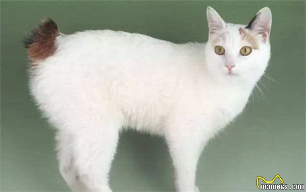 日本短尾猫