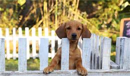 狗狗是如何认主的？有把你当主人看待吗？