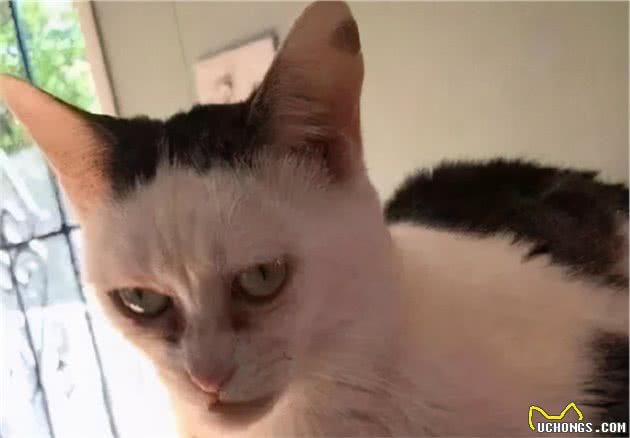 猫咪是多可爱的生物，再丑能丑到哪去？直到看到了它们，还敢吸吗