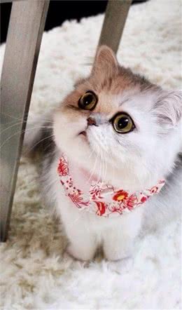 养它就要照顾好它，因为它的世界只有你，正确的猫猫饲养方法