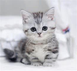 美国短毛猫的7种常见毛色，猫：再说我是串串，我就用小拳拳捶你