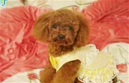 猫狗衣服好看但太贵？超多漂亮宠物服装教你做！旧毛巾衣服就能缝