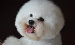 家有爱犬：比熊狗狗泪痕怎么去掉？处理泪痕的方法措施