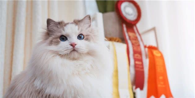 养布偶猫你后悔了吗？这些缺点太致命