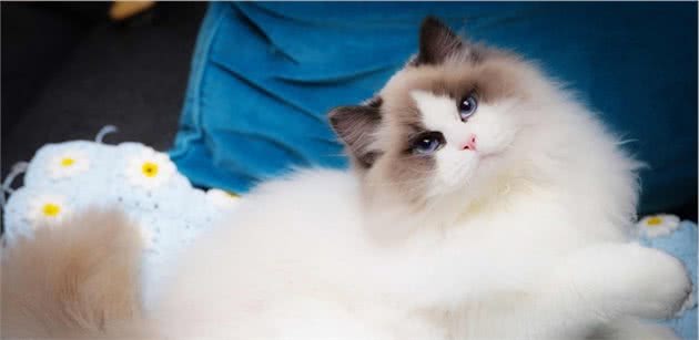 养布偶猫你后悔了吗？这些缺点太致命