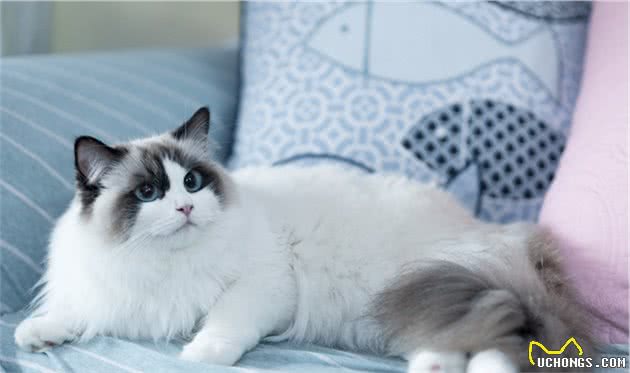 养布偶猫你后悔了吗？这些缺点太致命