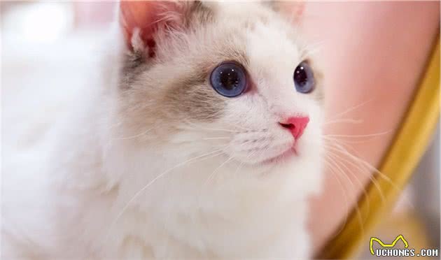养布偶猫你后悔了吗？这些缺点太致命