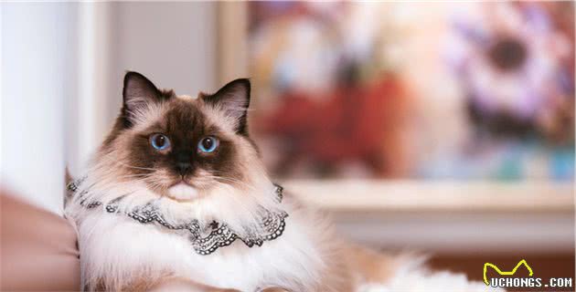 养布偶猫你后悔了吗？这些缺点太致命