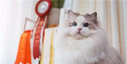 养布偶猫你后悔了吗？这些缺点太致命