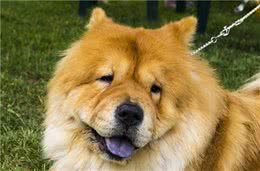 古老的熊狮犬，你了解多少？