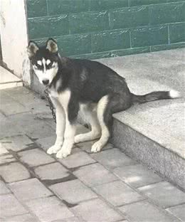 狗狗奇葩坐姿大比拼，盘点那些长在笑点上的狗