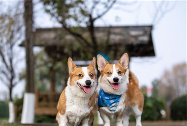 纯种柯基犬怎么分辨？这五个特征请看好，可别买到串串了