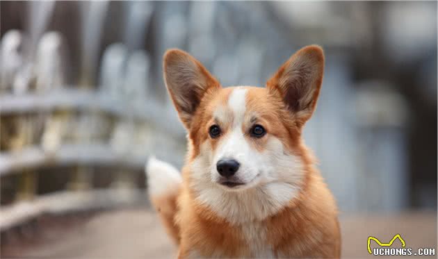 纯种柯基犬怎么分辨？这五个特征请看好，可别买到串串了