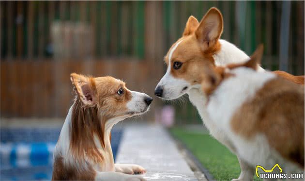 纯种柯基犬怎么分辨？这五个特征请看好，可别买到串串了