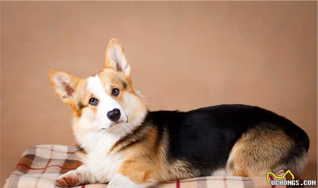 纯种柯基犬怎么分辨？这五个特征请看好，可别买到串串了