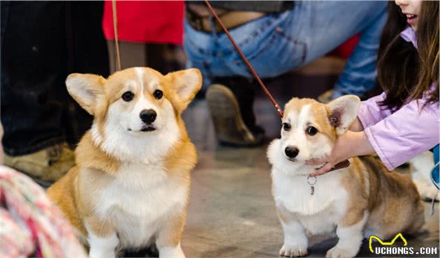 纯种柯基犬怎么分辨？这五个特征请看好，可别买到串串了