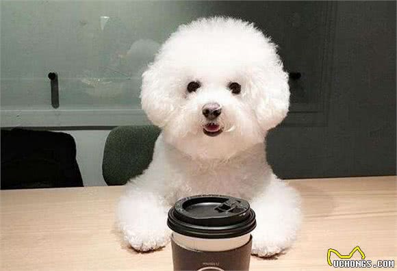 这7种狗狗，不管你怎么撸都不生气，泰迪居然落榜了？