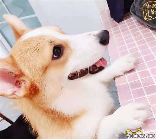 这7种狗狗，不管你怎么撸都不生气，泰迪居然落榜了？