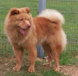 中华名犬，广东五红狗和广西笔尾灰犬，已濒临灭绝，急待拯救