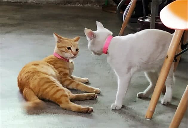 狗狗为什么会咬人？狗狗主动攻击人原因有这几种原因