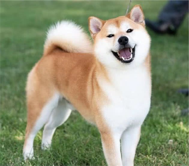 看了这篇柴犬标准后你也可以鉴定柴犬