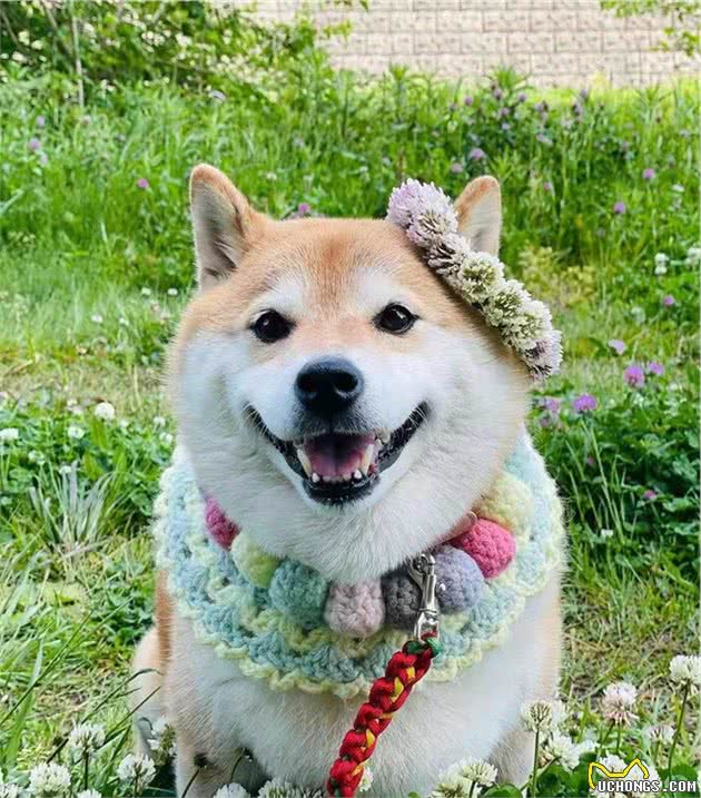看了这篇柴犬标准后你也可以鉴定柴犬