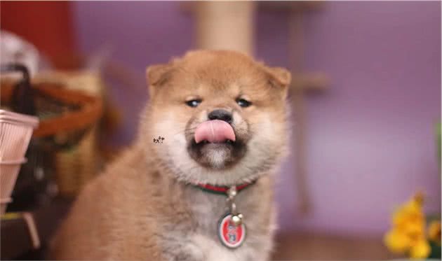 柴犬怕冷么