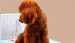 狗狗在家随处大小便？掌握这些办法让它定点排便，宠主必看