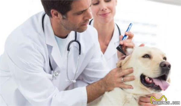 可卡犬太贪吃，抢走主人的烤肉扦子，却导致自己胃粘膜被刺穿