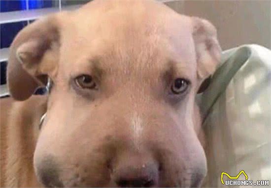 可卡犬太贪吃，抢走主人的烤肉扦子，却导致自己胃粘膜被刺穿