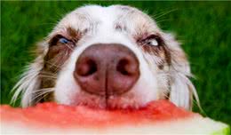 狗狗爱吃什么？让小编告诉你