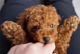 对泰迪犬来说，这七件事，就是它一生中最想要得到的东西