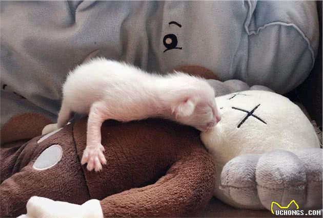 猫咪品种大盘点6：巴厘猫