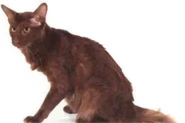 猫咪品种大盘点6：巴厘猫