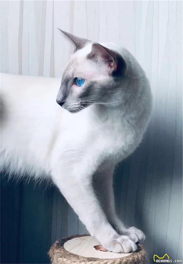 猫咪品种大盘点6：巴厘猫