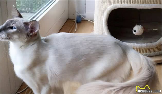 猫咪品种大盘点6：巴厘猫